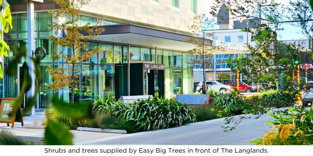 Shrubs and trees supplied by Easy Big Trees in front of The Langlands.