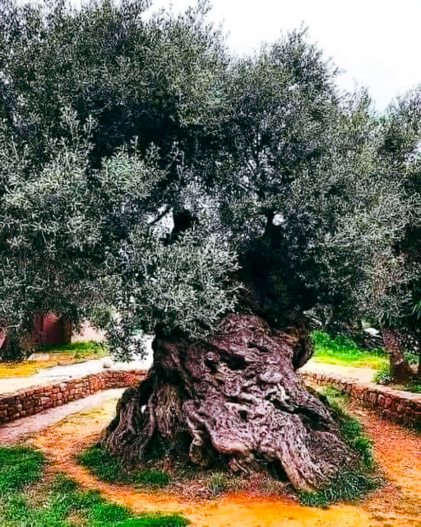 The oldest olive tree in the world in Greece. 3500 years old tree with wide trunk and dark green foliage.