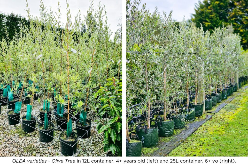 OLEA varieties - Olive Tree in 12L container, 4+ years old and 25L container, 6+ years old.