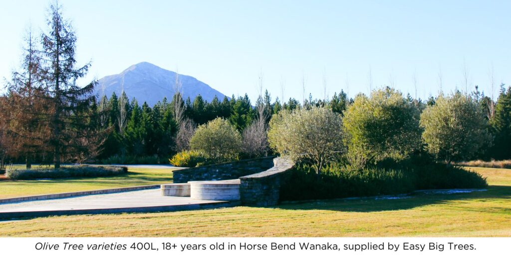 Olive Tree varieties, 400L, 18+ years old in Horse Bend Wanaka, supplied by Easy Big Trees.