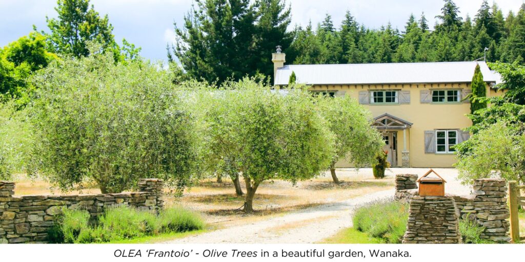 OLEA 'Frantoio - Olive Trees in a beautiful garden in Wanaka.