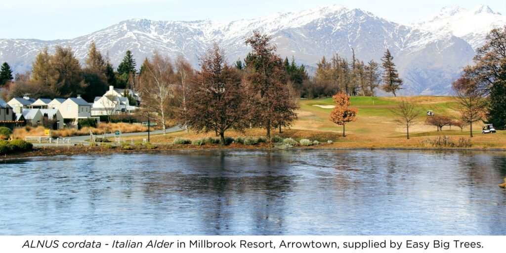 ALNUS cordata – Italian Alder Trees by the lake in Millbrook Resort, Arrowtown.