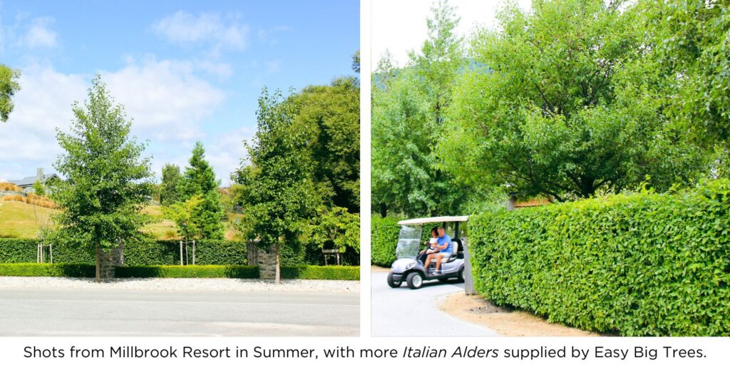 Two photos from Millbrook Resort in Summer, with beautiful Italian Alder trees in green foliage by hedging plants.