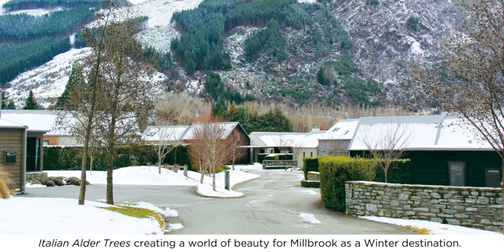 Italian Alder Trees creating a world of beauty for Millbrook as a Winter destination.