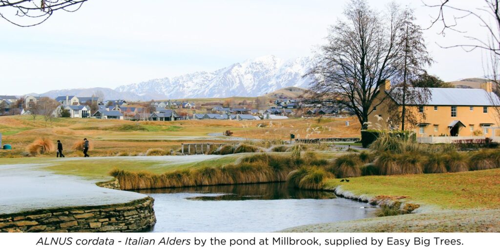 ALNUS cordata – Italian Alder Trees by the pond at Millbrook, supplied by Easy Big Trees.