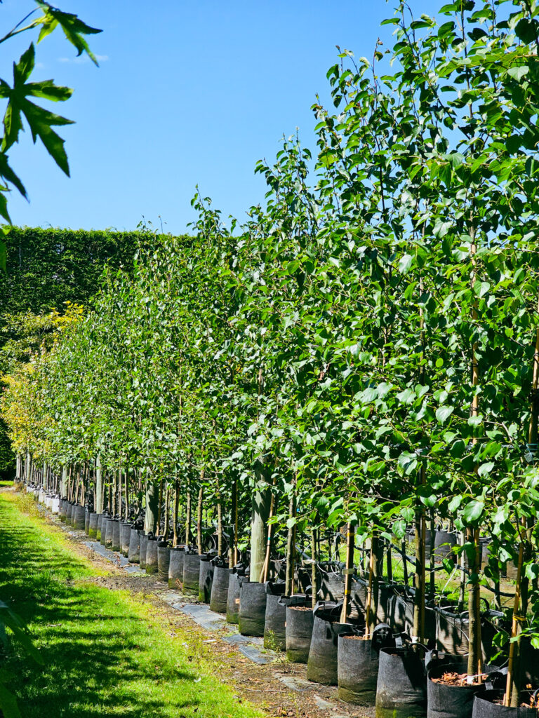 ALNUS cordata – Italian Alder, in 45L container, 3m height, 3 years old.