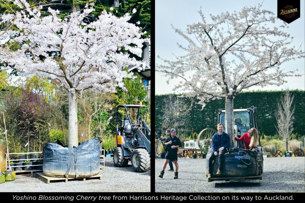 Yoshino Blossoming Cherry tree from Harrisons Heritage Collection on its way to Auckland.