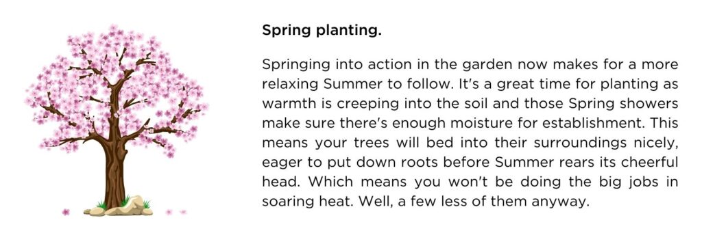 Harry's Tree Care Tips: Spring planting. It's a great time for planting as warmth is creeping into the soil and those Spring showers make sure there's enough moisture for establishment.