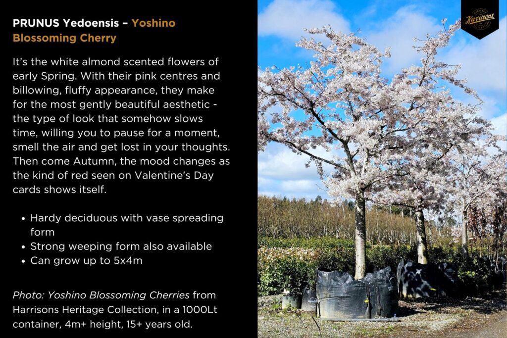 Yoshino Blossoming Cherries from Harrisons Heritage Collection in a 1000Lt container, 4m+ height, 15+ years old.