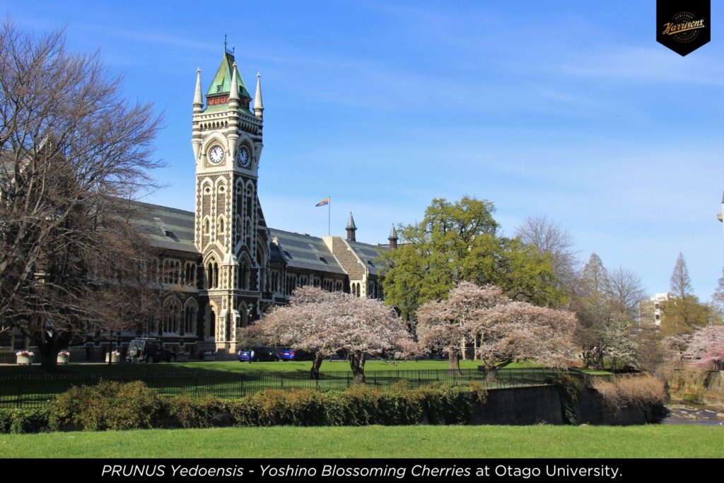 Prunus Yedoensis -Yoshino Blossoming Cherries at Otago University front garden.