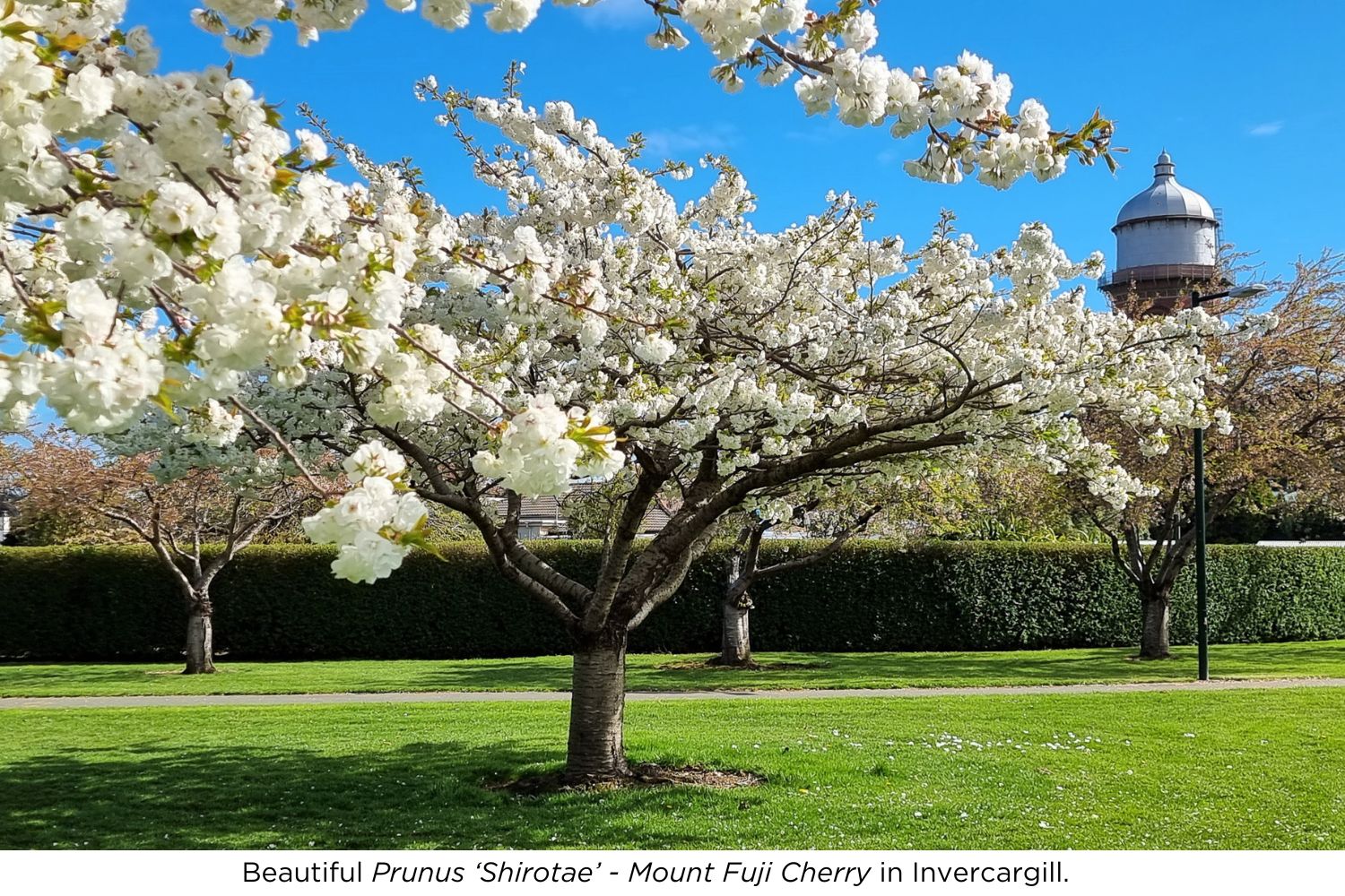 Spring Bow Tree Top 10 Spring Blossom Trees | Easy Big Trees | New Zealand