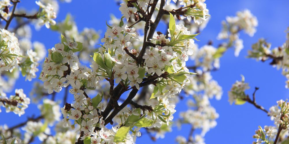 Pyrus calleryana Candelabra white flowers close up in a Spring day, with a blue background.