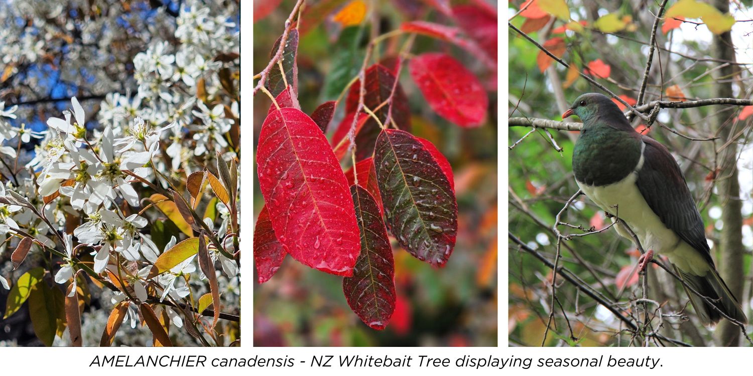 AMELANCHIER canadensis - NZ Whitebait Tree | Easy Big Trees | New Zealand