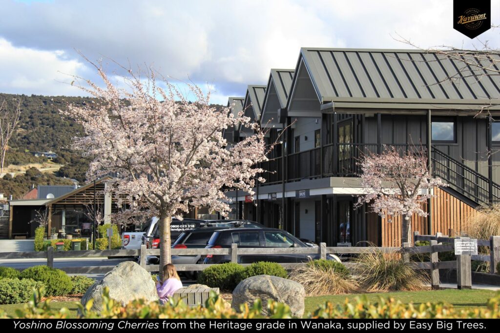 Yoshino Blossoming Cherries from the Heritage grade in Northlake Wanaka, supplied by Easy Big Trees.