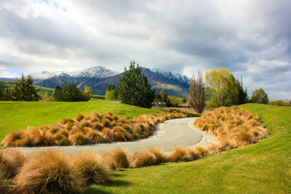 Chionocloa rubra Queenstown