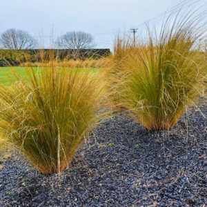 CHIONOCHLOA rubra – NZ Native Red Tussock