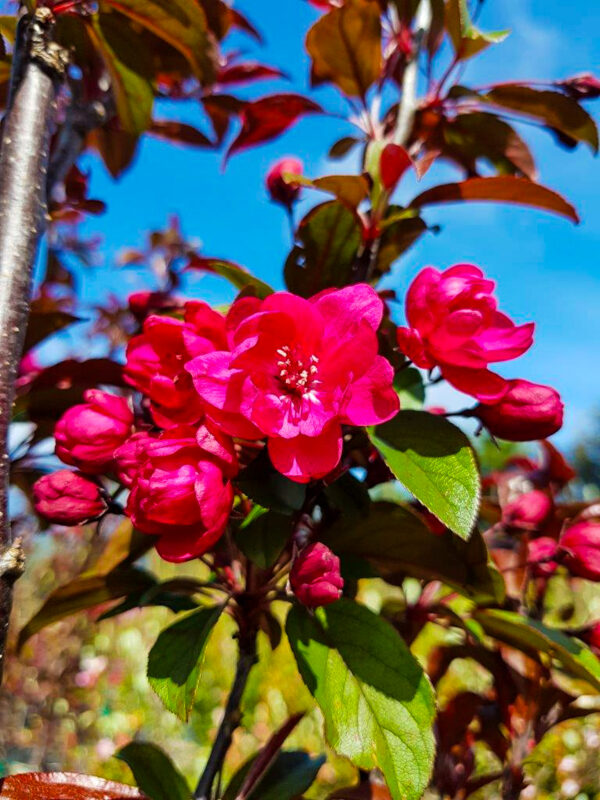 Malus flamingo deep pink blossom close-up with a blue sky background.