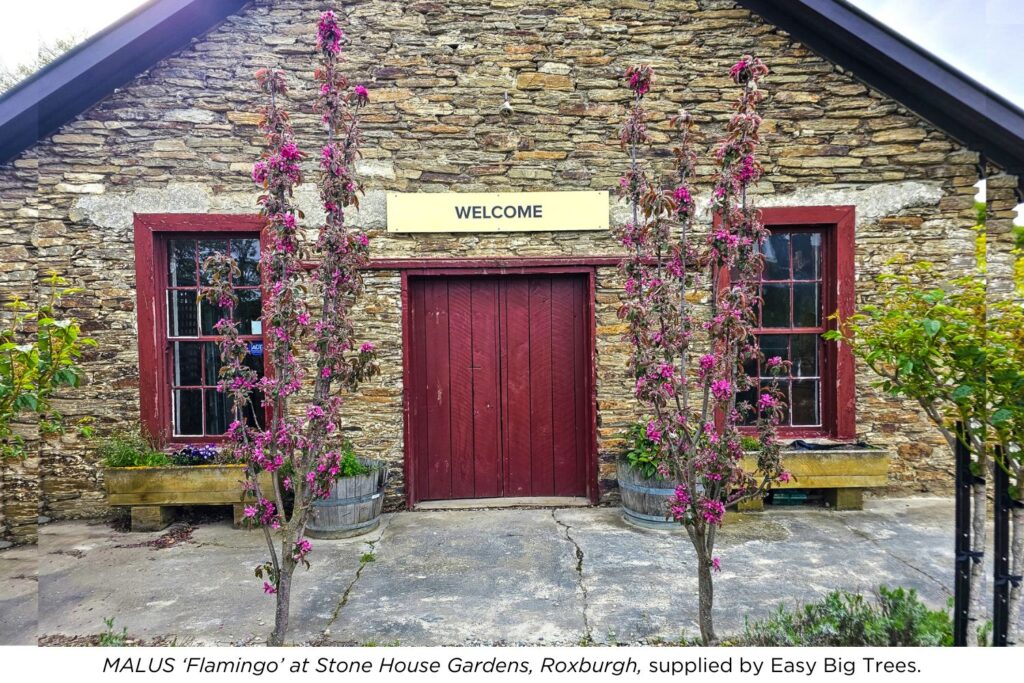 Malus flamingo in blossom at Stone House Gardens, Roxburgh