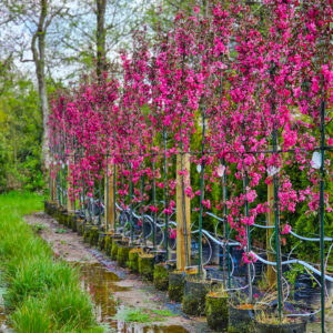 MALUS ‘Flamingo’ – Upright Deep Pink Crabapple