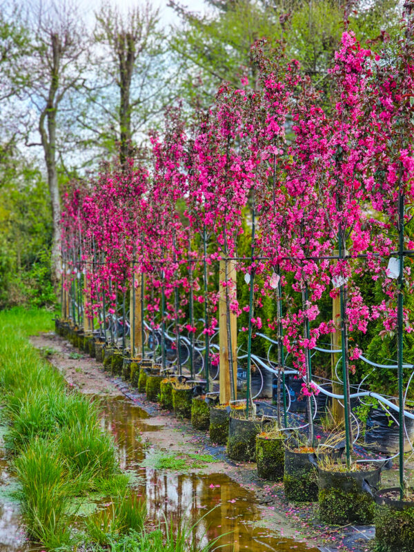 Malus flamingo 35L in full blossom at Easy Big Trees Nursery