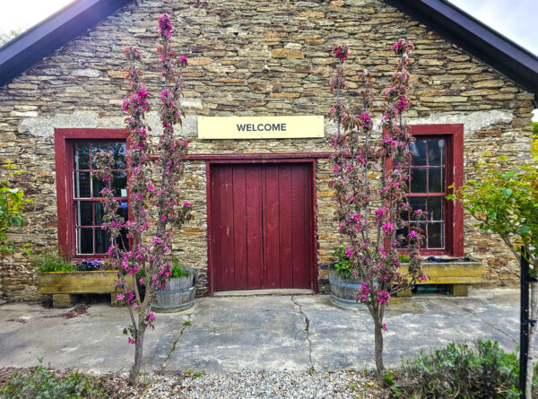 Malus flamingo in blossom at Stone House Gardens, Roxburgh 2