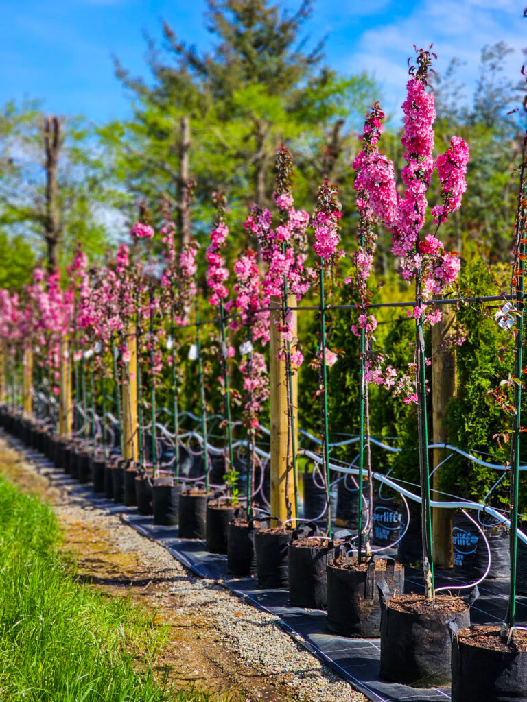 Malus flamingo 30L in full blossom at Easy Big Trees Nursery