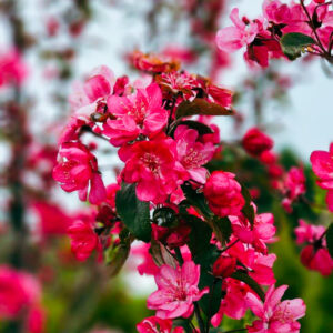 MALUS ‘Flamingo’ – Upright Deep Pink Crabapple