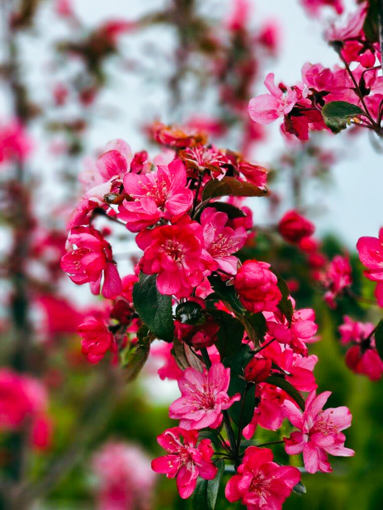 Malus Flamingo, Crabapple Flamingo deep pink flowers close-up