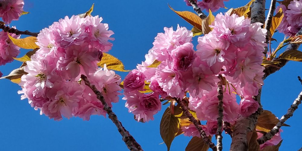 Prunus Kanzan pink blossom close-up photo, with a deep blue sky in the background.