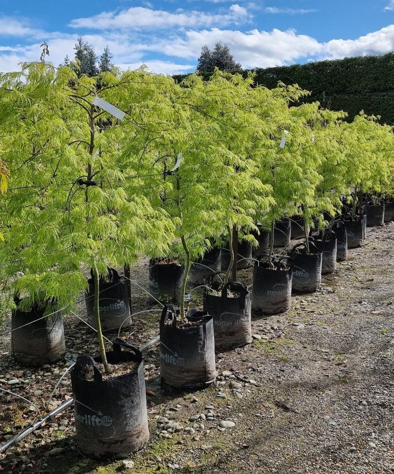 Acer viridis, Japanese Maple 35lt Oct 2022.