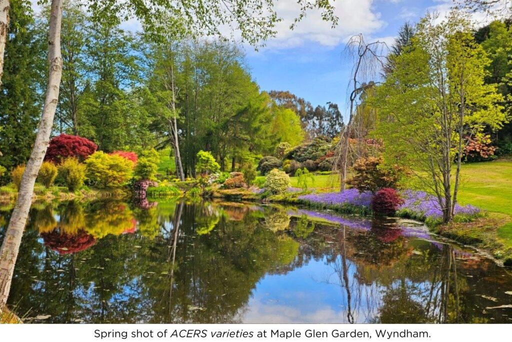 Spring shot of ACERS varieties at Maple Glen Garden, Wyndham.