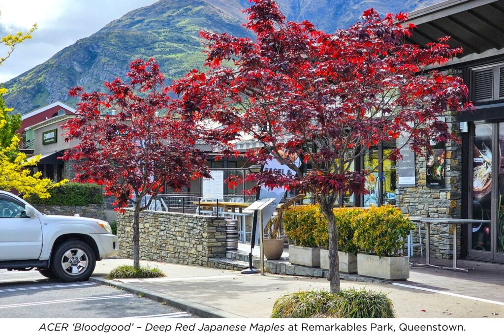 ACER Bloodgood - Deep Red Japanese Maples at Remarkables Park, Queenstown.