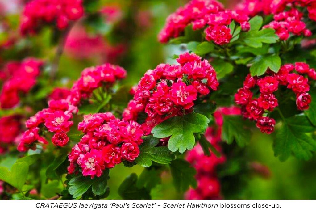 CRATAEGUS laevigata 'Paul's Scarlet' - Scarlet Hawthorn blossoms close-up