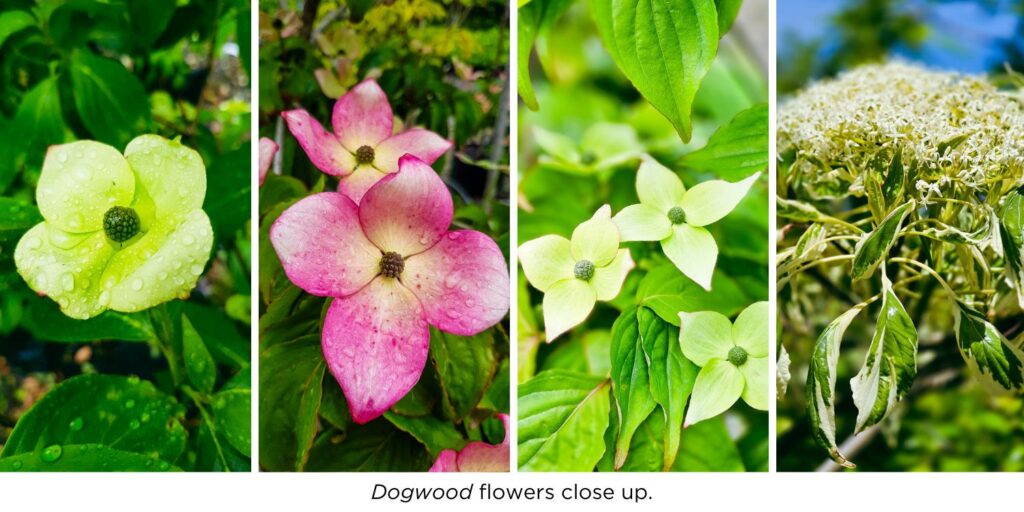 Dogwood flowers close up.