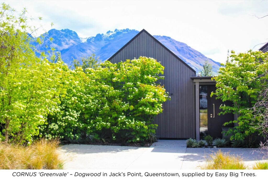 Cornus Greenvale Dogwood in Jack's Point, Queenstown, supplied by Easy Big Trees.