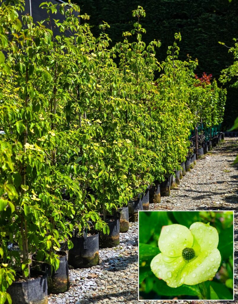 CORNUS Greenvale – Dogwood in 25L container, 2-2.5m height, 4 years old. Also available in 16L and 80L container.