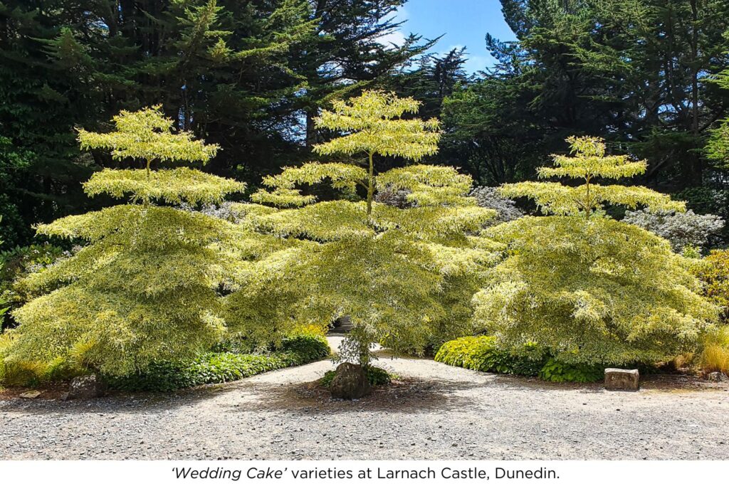 Wedding Cake Dogwoods at Larnach Castle, Dunedin.