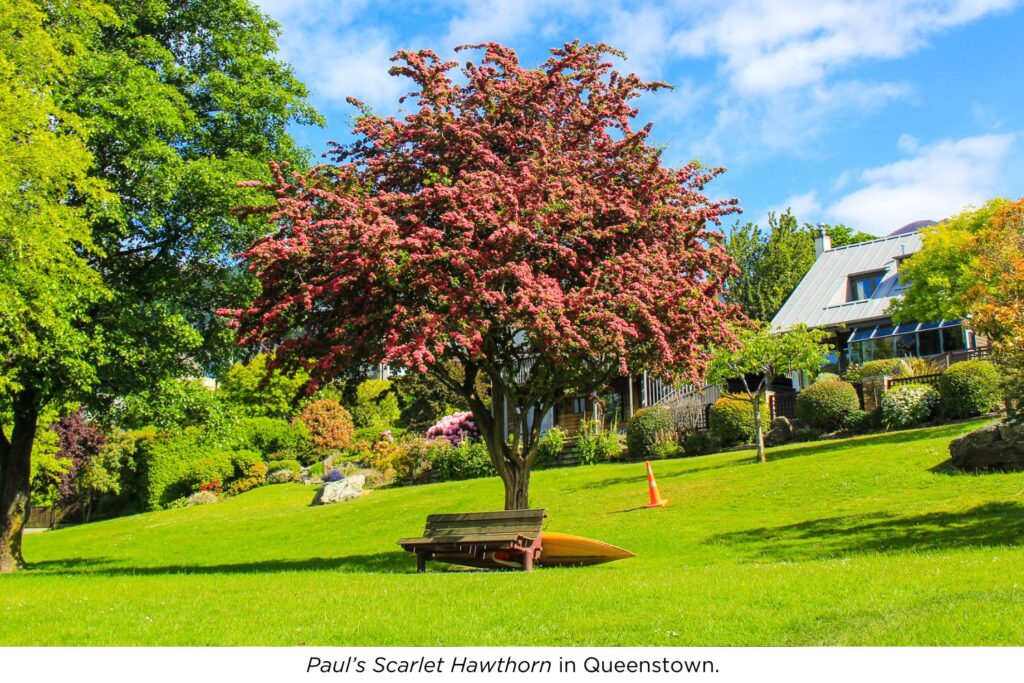 Paul's Scarlet Hawthorn planted as feature tree in Queenstown landscaping.