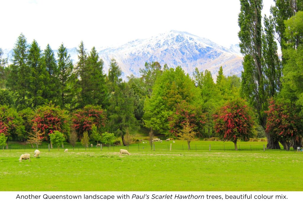 Another Queenstown landscape with Paul’s Scarlet Hawthorn trees, beautiful colour mix.