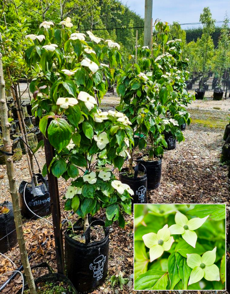 CORNUS kousa ‘Southern Cross’ – Japanese Dogwood in 25L container, 1.5m height, 4 years old. Also available in 30/35L container.