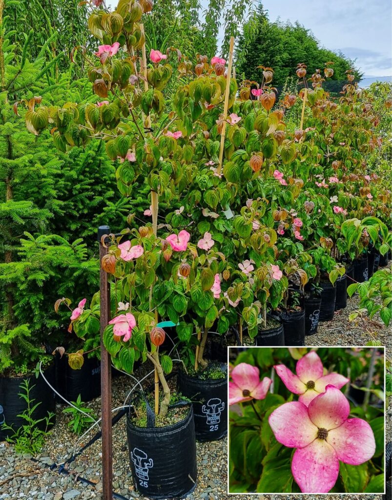 CORNUS kousa ‘Satomi’ – Pink Flowering Dogwood in 25L container, 2m height, 4 years old. Also available in 16L and 22L container.