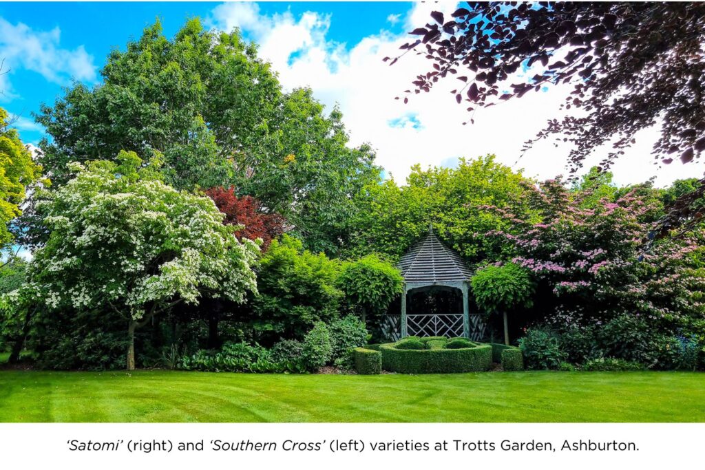 Satomi and Southern Cross Dogwood varieties at Trotts Gardens, Ashburton.