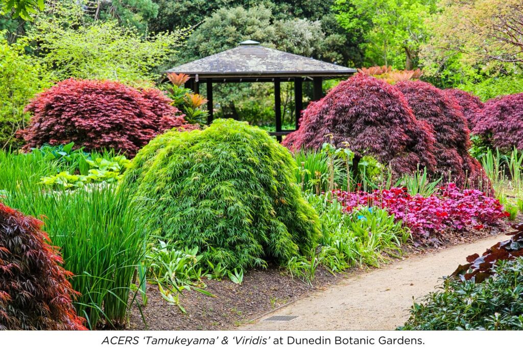 ACERS Tamukeyama & Viridis at Dunedin Botanic Gardens.