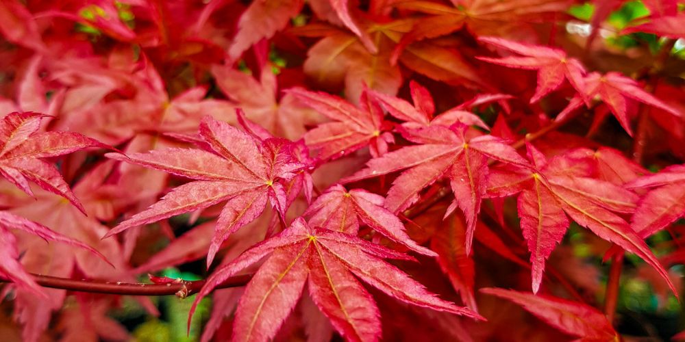 Acer Bloodgood close up photo on lush red foliage