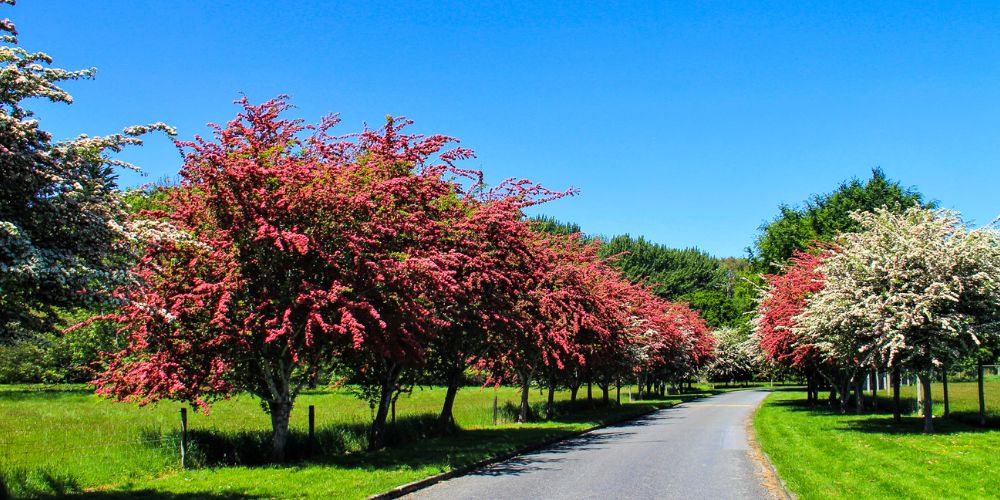 Pauls Scarlet at Donovan Park, Invercargill.