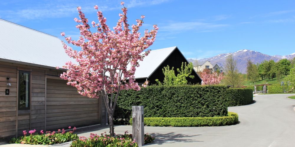 Prunus Kanzan, Pink Flowering Cherry in blossom, at Milbrook, Arrowtown.