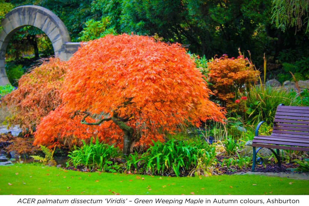 ACER palmatum dissectum 'Viridis' - Green Weeping Mpale in Autumn colours, Ashburton.