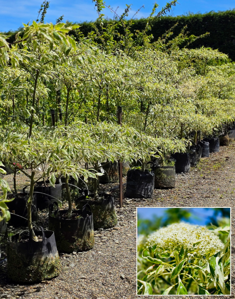 CORNUS controversa ‘Variegata’ – Wedding Cake Tree in 35L container, 1.5m height, 5 years old. Also available in 80L container.