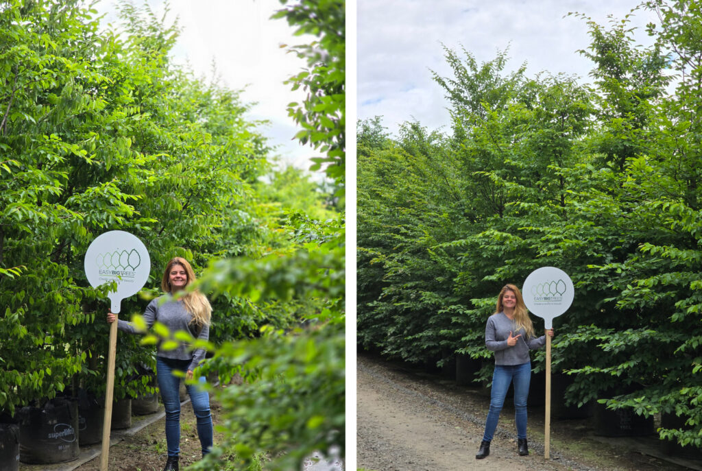 CARPINUS betulus English Hornbeam