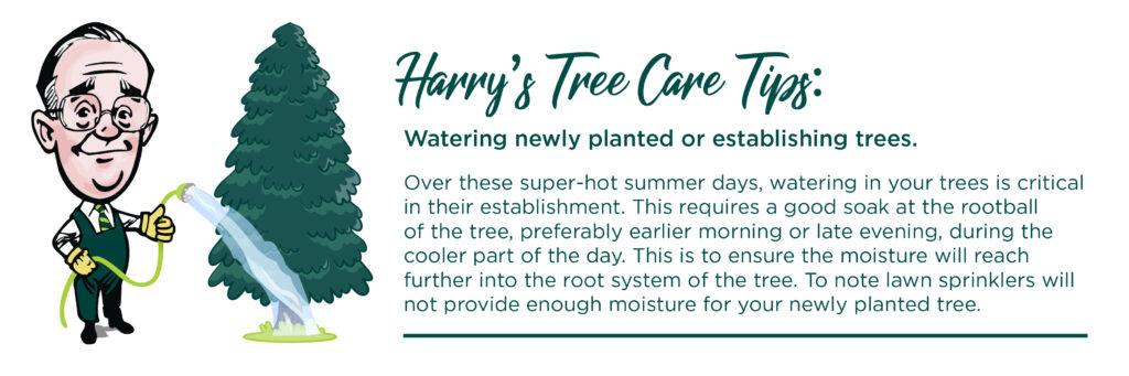 Harry's Tree Care Tips for Summer watering